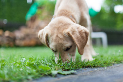Close-up of a dog