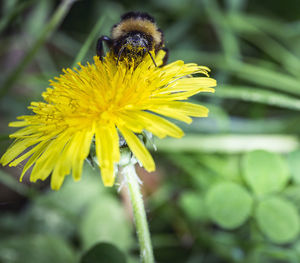 Close-up of bee pollinating on flower