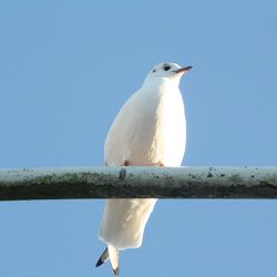 Low angle view of bird perching against clear blue sky