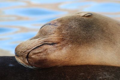 Close-up of a sleeping