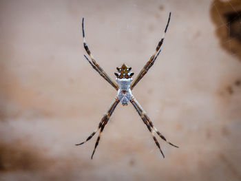 Urban garden spider argiope argentata - silver spider