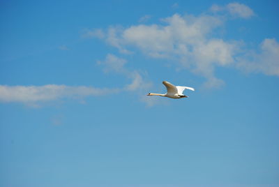 Low angle view of seagull flying in sky
