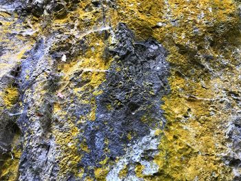 Full frame shot of lichen on rock