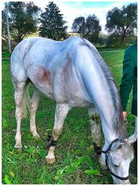 Grass grazing on grassy field