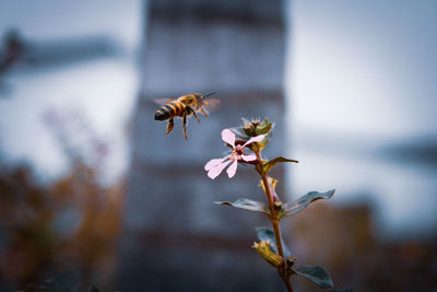 Close-up of bee pollinating flower