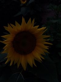 Close-up of sunflower