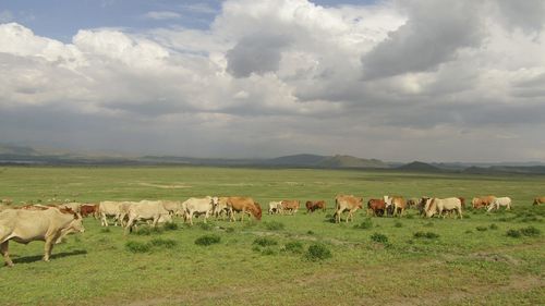 Cows in a field