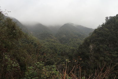 nature