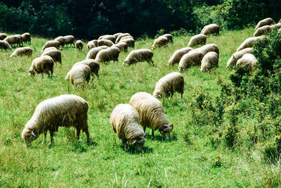 Flock of sheep grazing in field