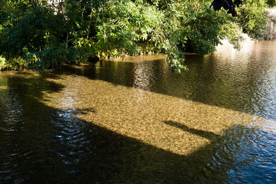 Shadow of tree on water