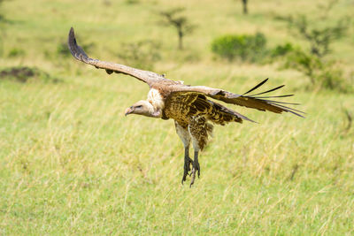 White-backed vulture stretching legs to land