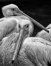 Close-up of bird