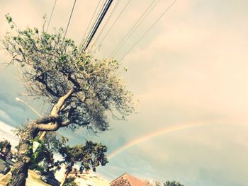 Low angle view of tree against sky