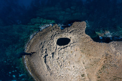 High angle view of fish swimming in sea