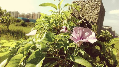 Close-up of flowers