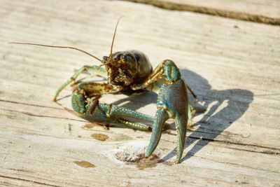 Close-up of crayfish on wood