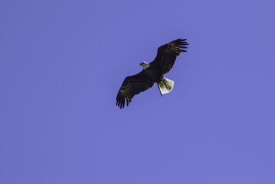 Low angle view of eagle flying against clear blue sky