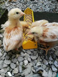 Close-up of ducklings on cobblestone