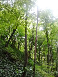 Trees in forest