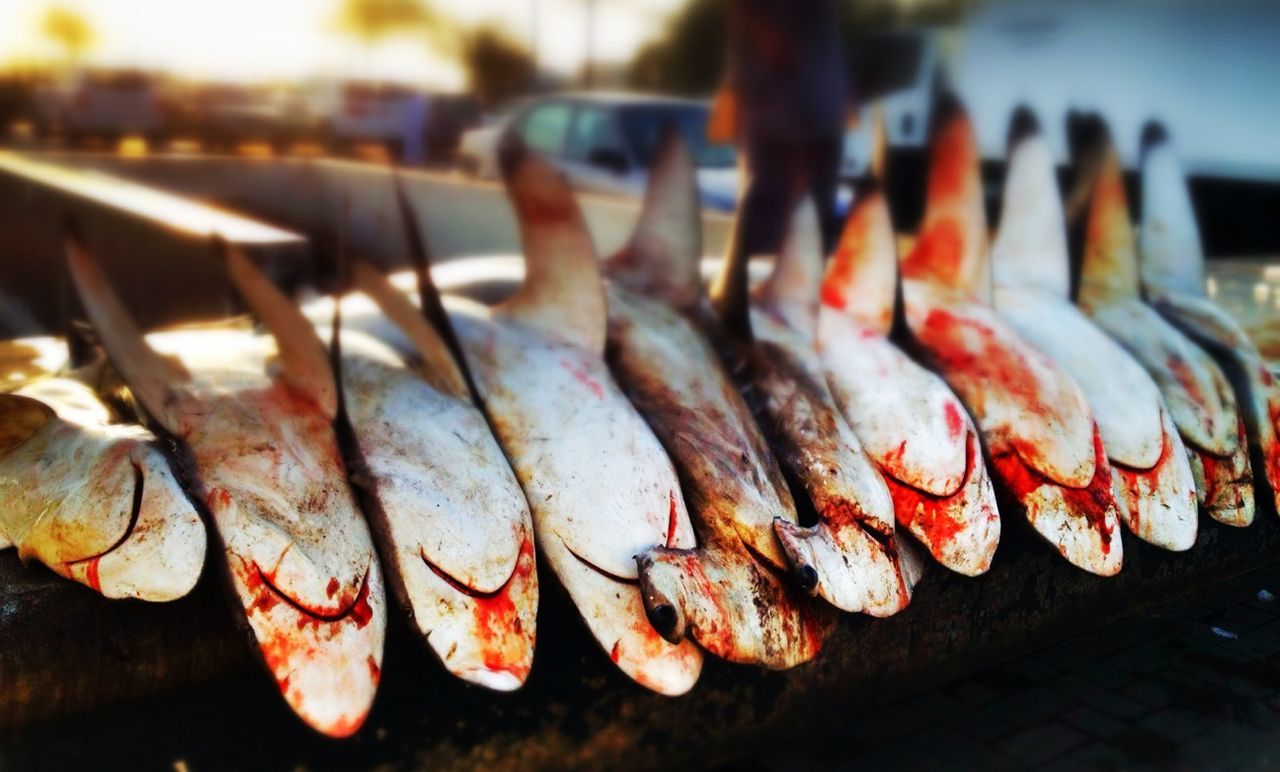 food and drink, food, freshness, seafood, close-up, in a row, meat, healthy eating, still life, indoors, focus on foreground, fish, retail, for sale, market stall, variation, large group of objects, arrangement, barbecue grill, grilled