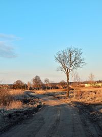 Bare trees on road against clear sky