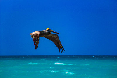 Bird flying over sea against clear blue sky