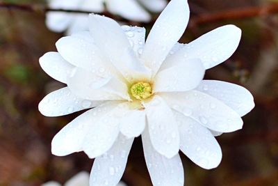 Close-up of wet flower blooming outdoors