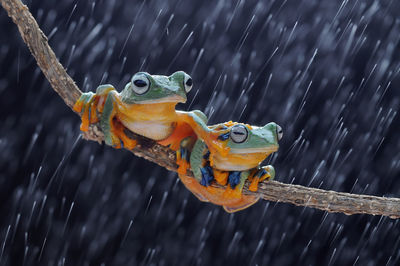 Close-up of frogs on branch during rain