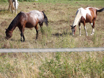 Horse grazing in field