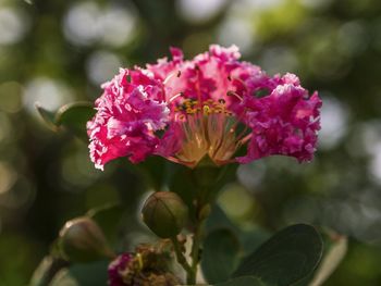 Close-up of pink flowers