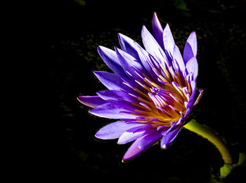 Close-up of purple flower in water