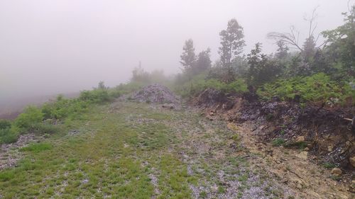 Trees on landscape against sky during foggy weather