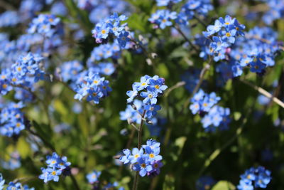 Close-up of purple flowering plants