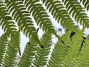 Close-up of fern leaves