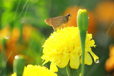 Close-up of butterfly pollinating on yellow flower