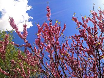 Low angle view of pink flowers