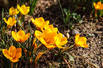 Close-up of yellow crocus flowers on field