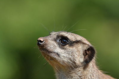 Close-up of meerkat