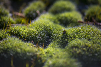 Close-up of moss on grass