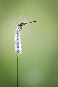 Close-up of insect on purple flower