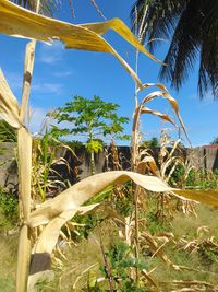 Close-up of coconut palm tree on field against sky