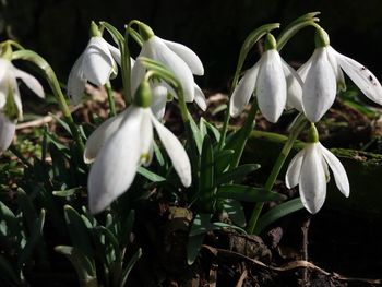 Close-up of white flowers blooming outdoors