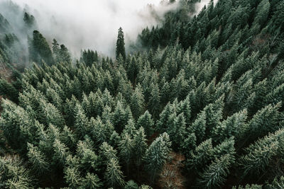 Pine trees in forest during winter