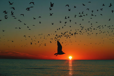 Silhouette birds flying over sea against sky during sunset