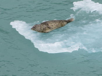 High angle view of whale swimming in sea