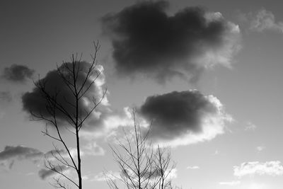 Low angle view of tree against sky