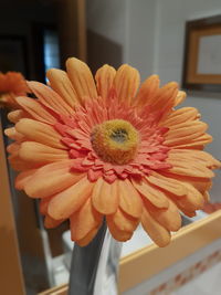 Close-up of flower blooming indoors