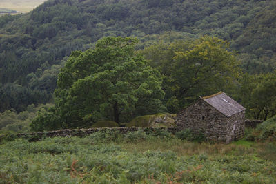 Scenic view of trees and houses in forest