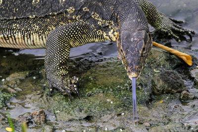 Close-up of snake drinking water