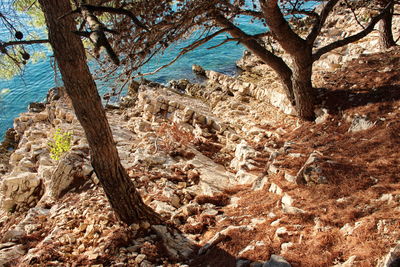 Trees growing in forest